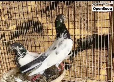 لبيع طيور انسال صافيه تيدي128وكمنجرات وسيت والا وعلي والا طيور طيران لتواصل وتساب احسن 3