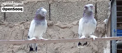 2ذكورا تاكلا 3