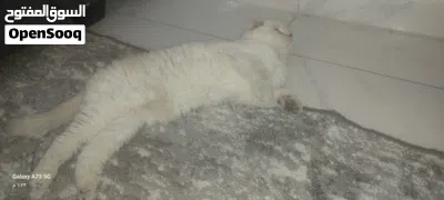 سكوتش فولد بيور جمجمة عريضة 3