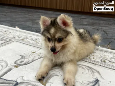 Adorable male and female Pomisky puppies, 3 months old - toy size, playful and affectionate 3
