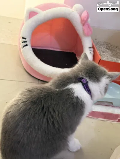Kitten 4-5 months old very friendly 4