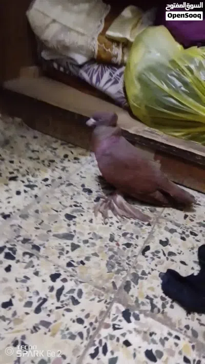 متاح نثيه راعب نجفيه الخط الاول شرط 3