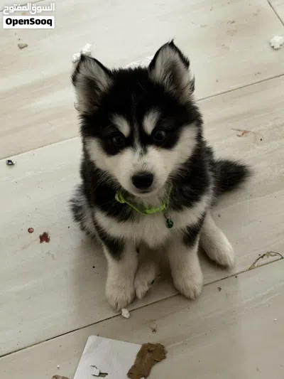 Purebred husky siberian for sale كلب هاسكي سيبيري أصيل للبيع 4
