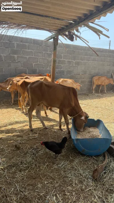 عجول سته وعجلتين محليات للبيع 4