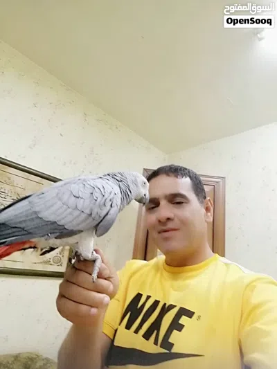 بسم الله ماشاء الله ببغاء كاسكو مزرعه حجل فضي متكلم 4