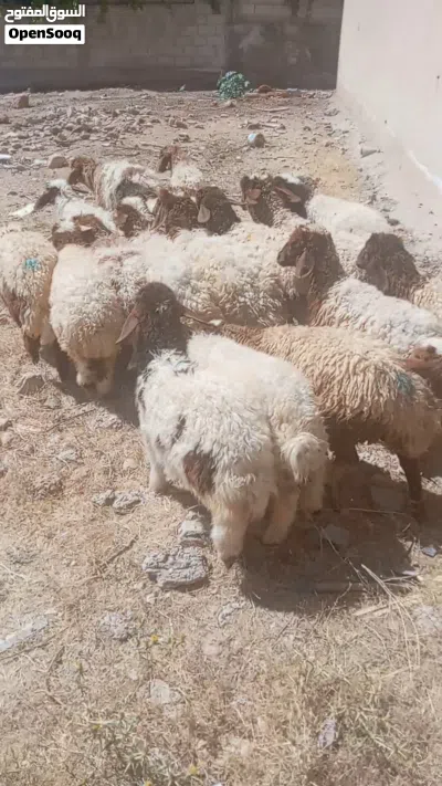 عبر لحم للبيع 2