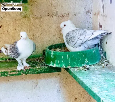 حمام للبيع 3