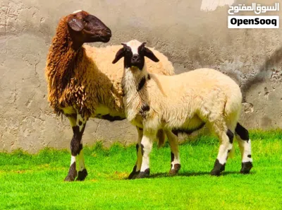 مشاء الله ثلاثه نعاج للبيع 2