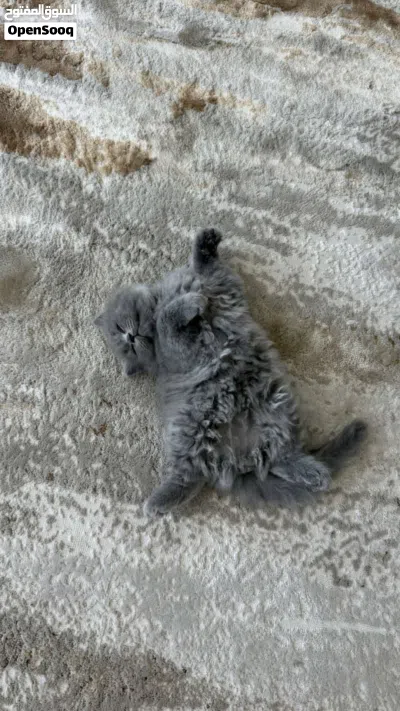 قطط برتش 3