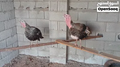 جوز رومي ديك ودجاجه 2