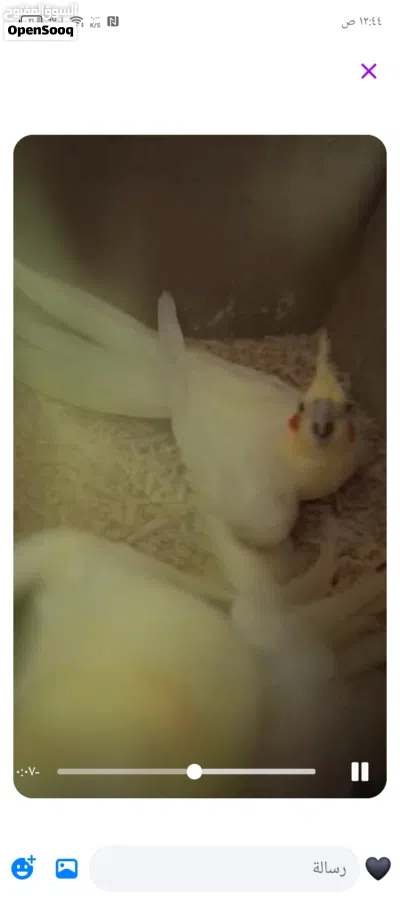 عصافير كوكتيل للبيع اقرأ الوصف 2