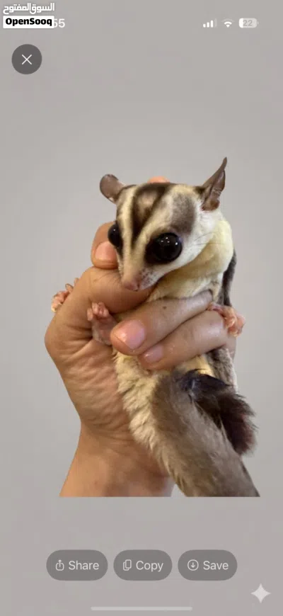 شوقرقلايدر sugar glider 2