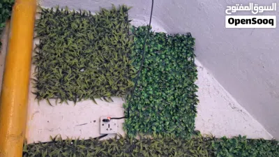 شبج مع تعاليك 4