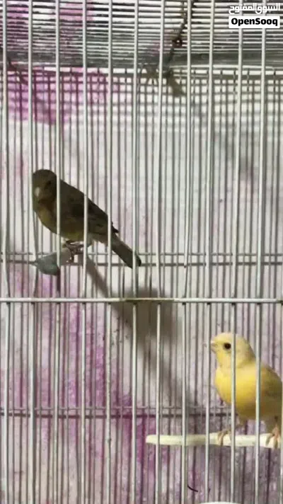 طيررتين جاهزت و مخلف 2