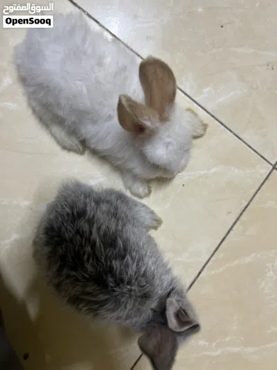 للبيع أرانب 2