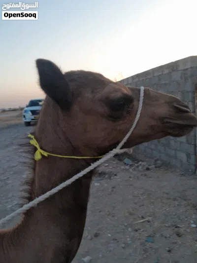 للبيع بكره باطنيه اصل 2