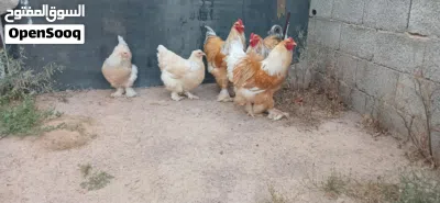 السلام عليكم ورحمه براهما ليموني 3