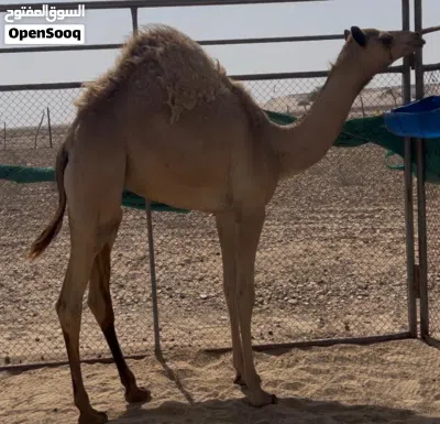 بكرة حواره للبيع 2