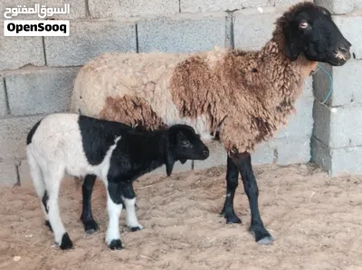 نعجه والده خروف نعجه ضنوتها اللهم بارك نعجه مرعي بس الي بيكسب خيرته فاها فيديو عالواتس اب 2