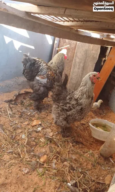 دجاج براهما درجة اولى 2