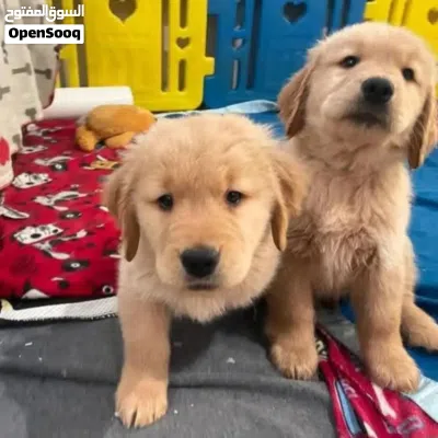 Available now Golden Retriever Puppies For information goldenretrieverlovers 3