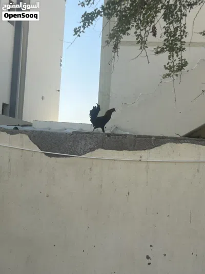 دجاج وحقم للبيع 3