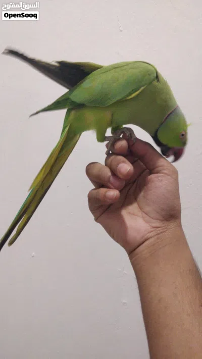 Indian ring neck parrot 3