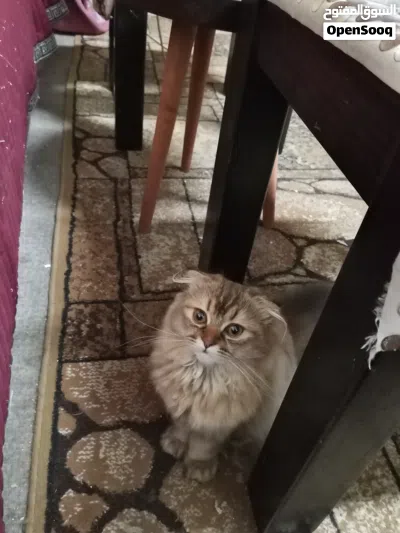 قطين سكوتش 4