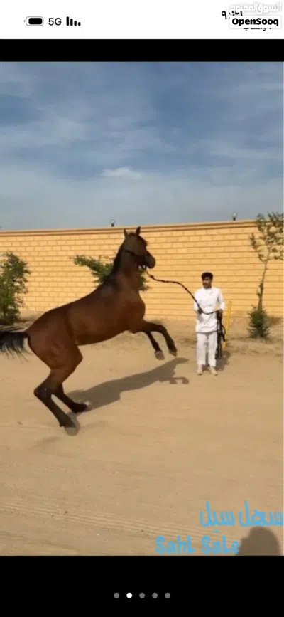 خيل-الحيوانات 2