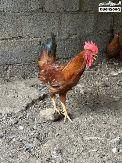ديكة للبيع 3