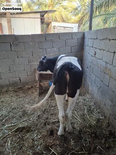 بجر نوعية حلوه بعدها طفل العمر اقل السنه 3