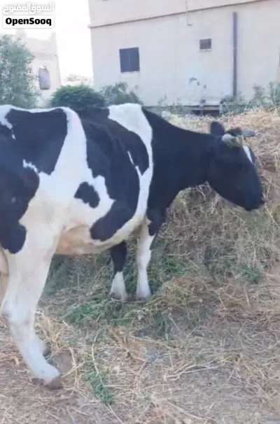 بقره بالشهر التاسع 2