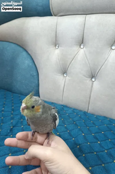 كوكتيل حبشي اليف طينه شوف وصف 2