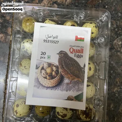 بيض السمان 2
