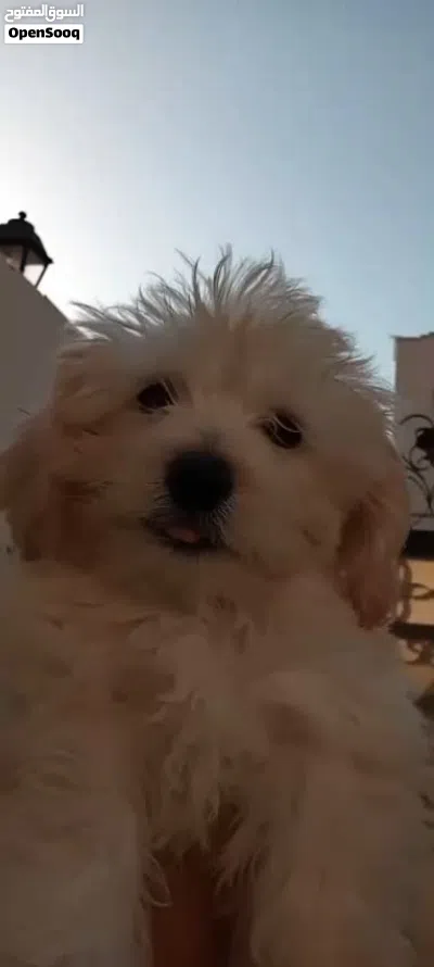 Maltese puppy for sale 2