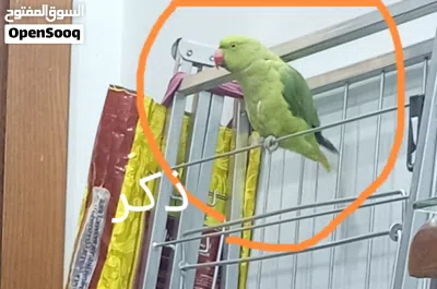 جوز ببغاء دره هندي للبيع اقرء الوصف الاول 2