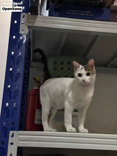 Cat for Adoption - قط للتبني 4
