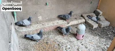 وجبة زواجل الله شاهد قويات وبيهن سعودية وكويتية وبنات ابطال 3