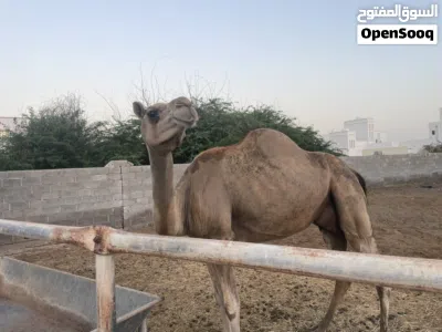 ناقه مهريه للبيع 4