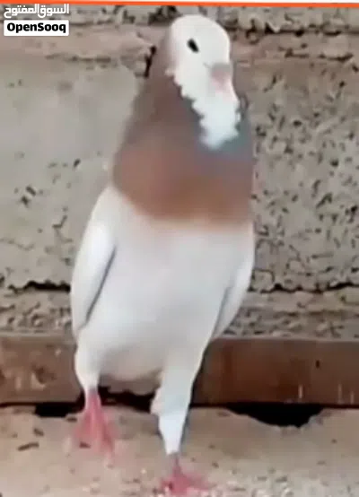 زوجين لحلوح امصوقرات 2