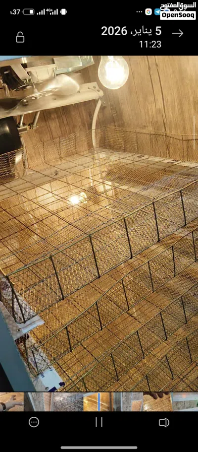 حضانة بيض الرويسي 1100 دحية 4