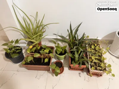 Plants bundle 3