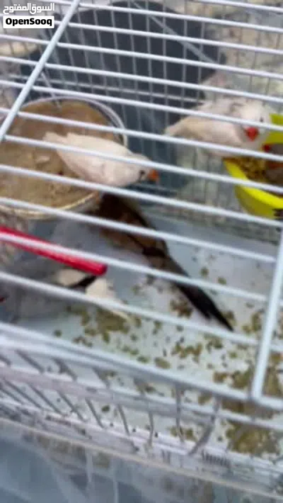 7 finces and 2 doves for sale 3