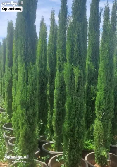 يوجد لدينا جميع انواع اشجار الزينه الحرجيه 3