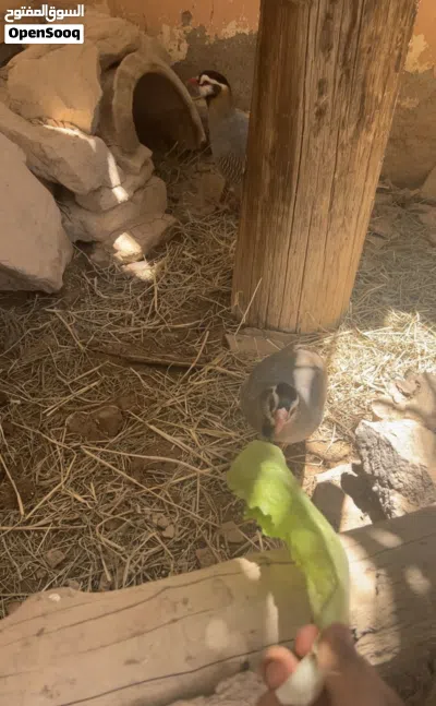 للبيع زوج حجل عماني منتج 2