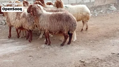 الزرقاء_الهاشميه 3