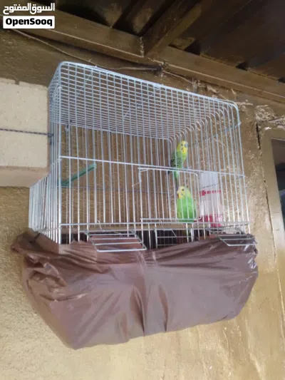 جوز حب ماشاء الله صحه نخب 3
