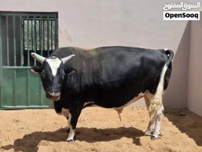 1 bull and 7 cows for sale 2