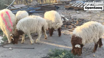 5 ذكوره اغنام شرط الصحه والنشاط مال بيت العلف براسهن البصره الصالحيه ويوجد توصيل 2