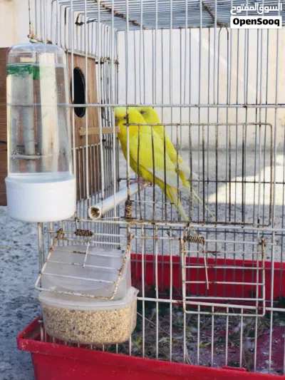 كوبيتين بقلينو كوبيه الصفره مالطيه . والتانيه صافي الجناح . 3